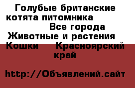 Голубые британские котята питомника Silvery Snow. - Все города Животные и растения » Кошки   . Красноярский край